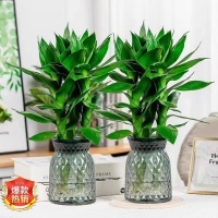 一盆綠意，滿室生機：水培觀音竹讓生活更清新