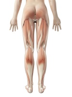 肌肉型小腿能不能減肥減脂
