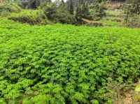 決明子白菜種植方法和時間