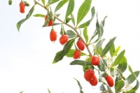 枸杞：中藥界的滋補(bǔ)養(yǎng)生寶貝