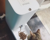 如何為寵物貓定點喂食？（從飲食習慣到設備選擇，全面解析）