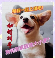 如何訓(xùn)練泰迪定點(diǎn)大小便？（有效方法幫助泰迪養(yǎng)成定點(diǎn)大小便習(xí)慣）