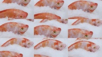 新鮮的尼羅河非洲鯽魚在超市的冰盤上冷凍。市場上的尼羅河非洲鯽魚，突顯新鮮度和冷藏以確保食品安全和質(zhì)量