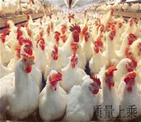 肉雞屠宰、加工、運輸、貯藏標準