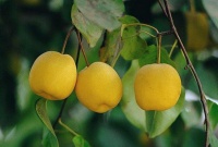 冬天吃什么水果好 7種水果煮著吃補(bǔ)水降火還減肥