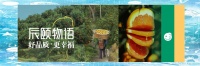 冬季健康水果推薦：白心芭樂的減肥秘訣