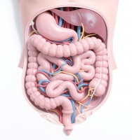 保護(hù)腸道健康：飲食、作息與情緒管理的關(guān)鍵因素