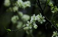 青梅的營(yíng)養(yǎng)價(jià)值與多種美味吃法