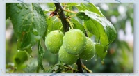 深度探秘梅子家族：從青梅到話梅的不同風(fēng)味與健康建議