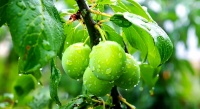 梅子種類(lèi)與青梅魅力：營(yíng)養(yǎng)價(jià)值、食用技巧及真假辨別