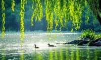 踏青時(shí)節(jié)的美味伴侶：話梅、黃皮干、枇杷干與甘草欖
