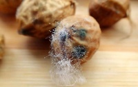家庭健康隱患：如何防范和去除家中霉菌