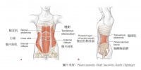 認(rèn)識核心｜腹部肌群有什麼？