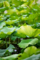 荷葉飯制作：暑濕困脾的升清降濁主食