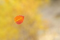 一些实用的健康养生小知识，帮助大家更好地维护身体健康