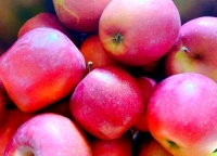 健康饮食周计划：五天营养搭配指南