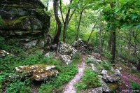 妙道山天然氧吧，森林徒步心旷神怡！