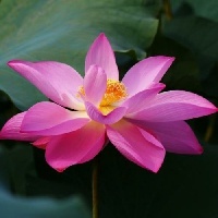 什么方法可以丰胸