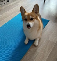 狗狗偏瘦的原因及解决方法（探究宠物狗偏瘦的真正原因与调理方法，让你的狗狗健康成长）