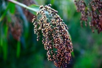 总嫌粗粮难吃？这粒被忽略的红高粱米，帮你控糖调肠护胃