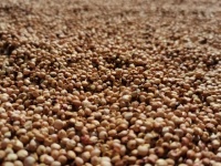 总嫌粗粮糙口难咽？高粱米的这4组搭配，顺口又营养翻倍