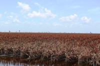 赶紧了解高粱米作用与功效及食用方法！