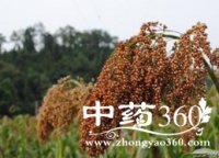 高粱家庭食疗方精选