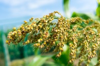 五谷杂粮怎么吃最养生