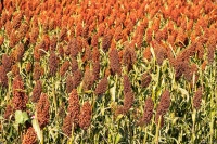 红高粱 VS 白高粱：一篇看懂两种高粱的核心区别