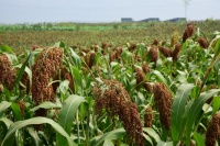 想健康养颜又担心踩坑？高粱的功效与作用全揭秘！