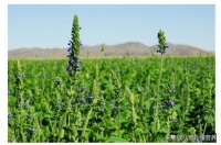 火遍ins的超级食物奇亚籽，到底有啥营养？