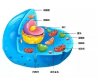营养素是人体的主要组成部分，也是获取健康的基础！