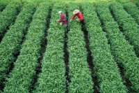 喝健康茶 健康喝茶 首屆“上海市民健康茶飲文化節(jié)”啟動