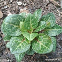 晒干制成茶四季常饮，是民间草本茶，有增强免疫力，延缓衰老之效