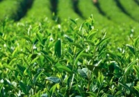 助推茶产业高质量发展 中国保健协会茶产业与健康分会将正式成立