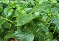 涼粉草，涼粉草的功效與作用(中藥大全科目:唇形科)