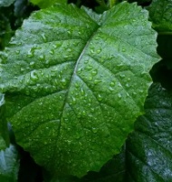 桑葉的用途與功效,治療什么病