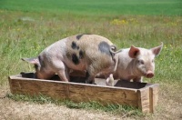 豬嚴重腹瀉后，能否恢復生產性能？