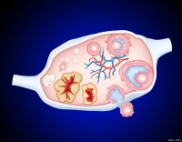 快速減重有哪些風(fēng)險？