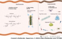科學(xué)家提出膳食纖維新分類，吃什么對(duì)健康更重要