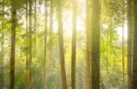 緩解油膩的蔬果汁