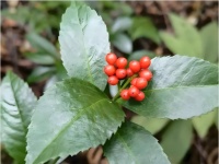 流感高發(fā)，咽喉不適如何緩解？專家詳解含腫節(jié)風(fēng)中成藥的合理使用