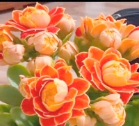 健康才是真正的财富：现代生活的挑战与选择