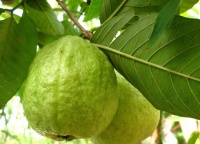 番石榴葉煮水喝有什么功效？科學(xué)解析其營養(yǎng)與健康價(jià)值