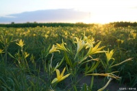 花樣養(yǎng)生，3天吃一次黃花菜，勝過一堆補(bǔ)藥！