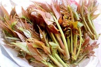 香椿炒鸡蛋引发大抢救！医生呼吁：请把这个病例转发提醒所有人！