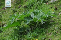 大黃：中藥里的“將軍”