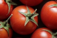 懒人减肥法！每天1个西红柿，一周瘦3斤，亲测有效