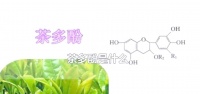 茶多酚的奥秘与健康益处全解析