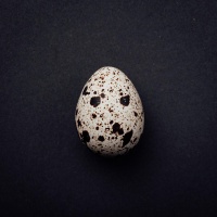 鵪鶉蛋孵化究竟需要多少天？揭秘這一生命奇跡的全過程！